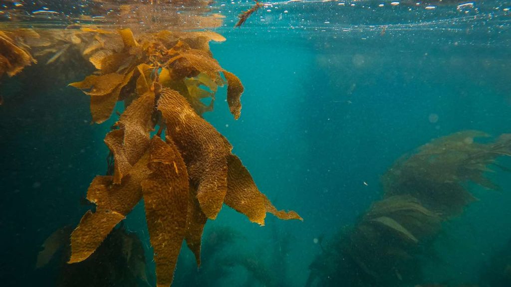 acqua pesci ricci marini - pexels- corrierecomo