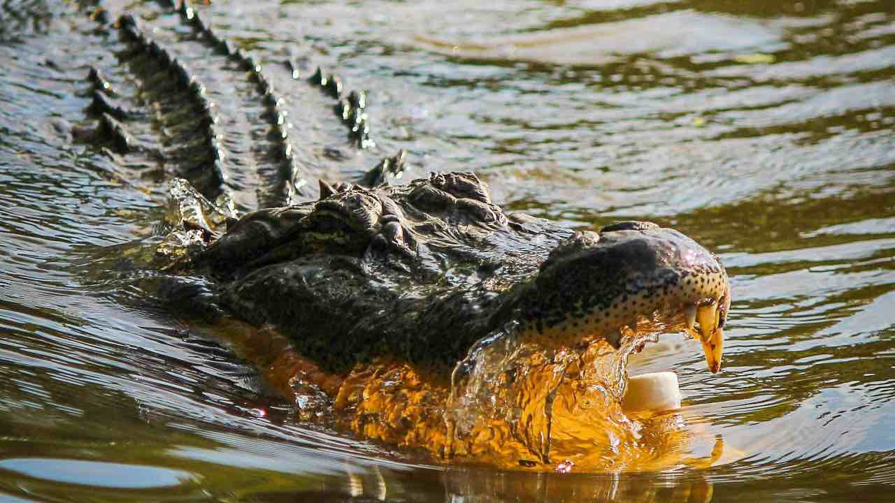 coccodrillo - pexels - corrierecomo