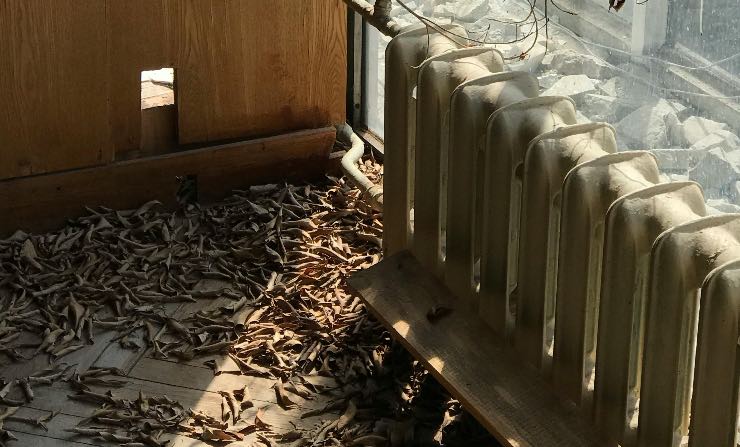 termosifone freddo - pexels- corrierecomo
