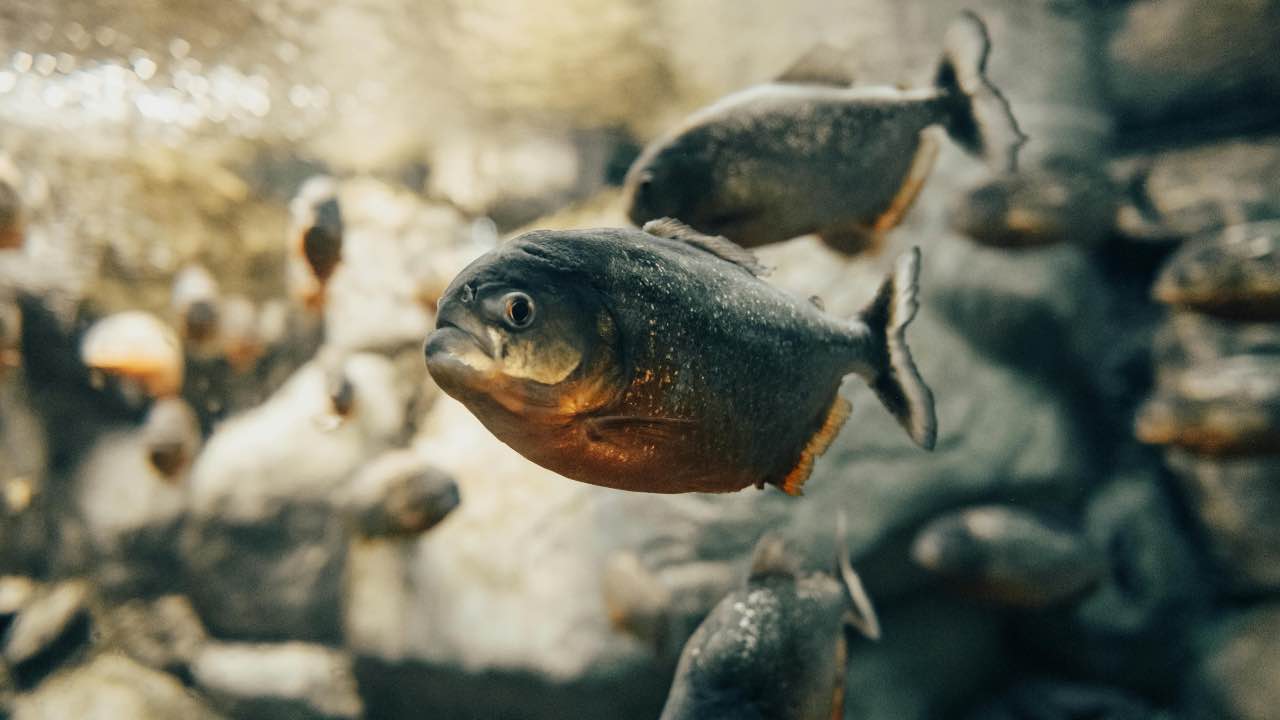 piranha - pexels- corrierecomo